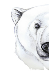 Drawing with watercolor of predator mammal polar bear, artic, portrait of polar bear, in realism style, white wool, pattern, printshop, winter, new year, christmas, on white background