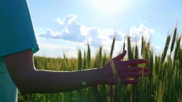Close-up of a young woman touching green wheat at a slower pace