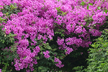 Obraz premium Violette Bougainvillea