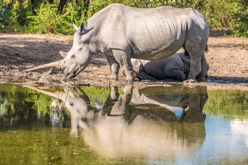 Fototapeta premium Mother white Rhino with its calf, Khama Rhino Sanctuary, Serowe, Botswana
