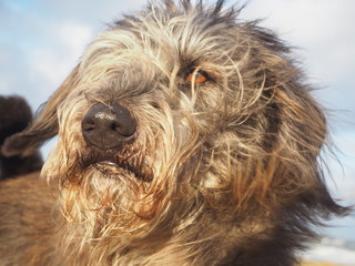Hundeportrait am stürmischen Strand von Sylt