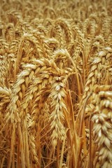 close up of yellow wheat grains, ready to harvest