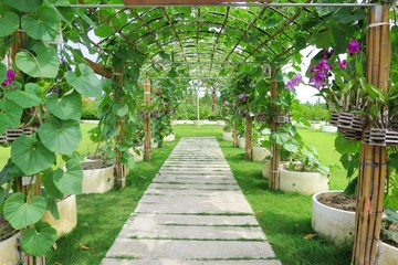 The beautiful vegetable tunnel green round gourd hanging in the park.