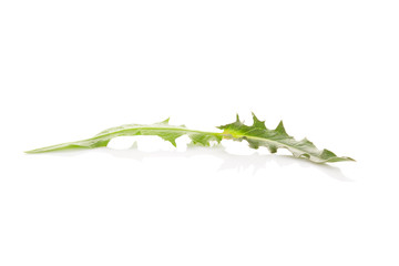 Fototapeta premium Common chicory leaf.