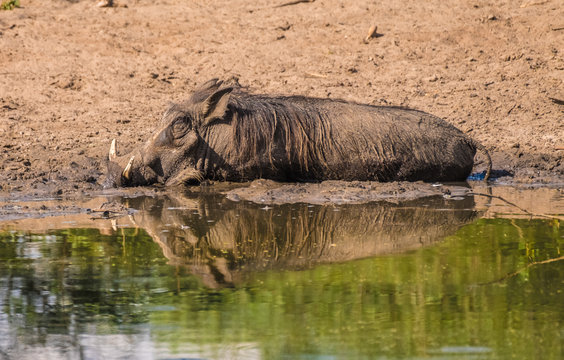 Warthos taking a mud bath in a waterhole, Khama Rhino Sanctuary, Serowe, Botswana