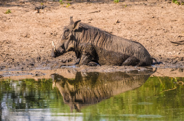 Fototapeta premium Warthogs taking a mud bath in a waterhole, Khama Rhino Sanctuary, Serowe, Botswana