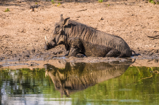 Warthogs taking a mud bath in a waterhole, Khama Rhino Sanctuary, Serowe, Botswana
