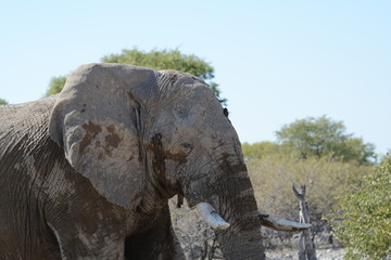 Fototapeta premium Elephant portrait