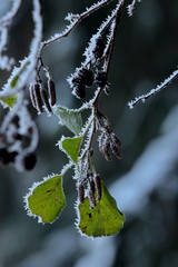 Haselnussast mit Reif nach einer frostigen Nacht