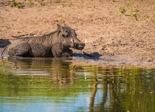 Warthogs taking a mud bath in a waterhole, Khama Rhino Sanctuary, Serowe, Botswana