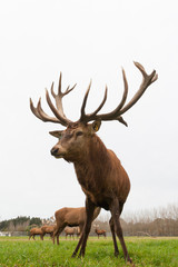 Red deer stags herd on the meadow