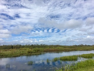 day time in the swamps of Florida