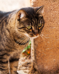 chat fixant sa proie