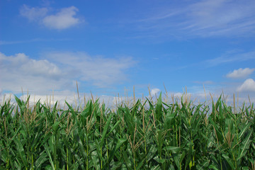 Maisfeld mit Himmel