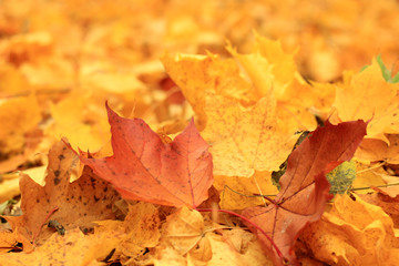Naklejka na ściany i meble autumn landscape with the falling leaves of the maple