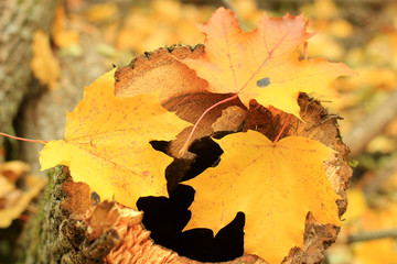autumn landscape with the falling leaves of the maple