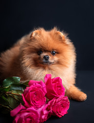 Fototapeta na wymiar Pomeranian dog with purple roses on dark background. Portrait of a dog in a low key. Dog with flowers