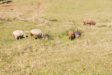 Obraz premium Sheeps in Farm in Gramado