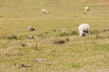 Obraz premium Sheeps in Farm in Gramado
