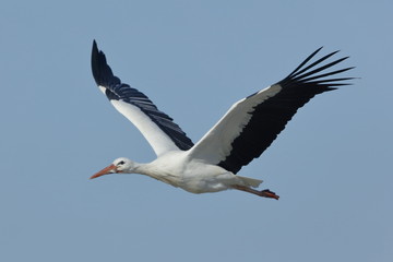 Cicogna bianca in volo