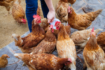 Farmer holding animal feed in white bowl for many chicken (hen) on vintage floor for animal background or texture - chicken farm business concept.