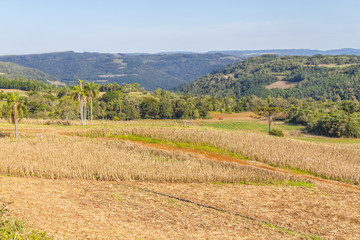 Fototapeta na wymiar Plantation, Forest and mountains in Gramado