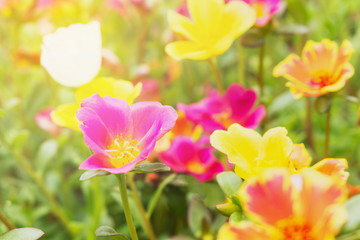 Obraz na płótnie Canvas beautiful flowers garden with sunlight spring