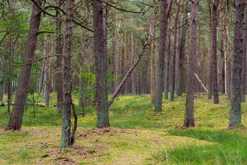 Nadelwald auf der Schaabe auf Insel Rügen in Deutschland