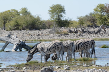 Fototapeta na wymiar Zebra are drinking