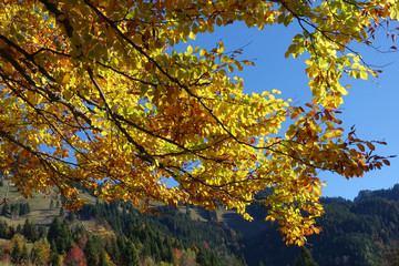 Buche mit Herbstlaub