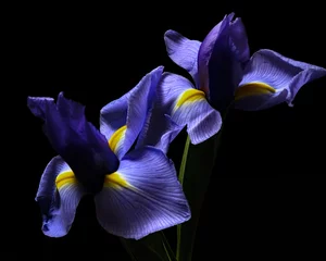 Tuinposter Irispaar 0211 © Thomas