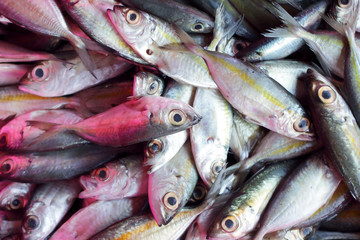 Obraz premium fresh fish raw material for food industial