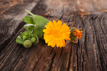 Obraz na płótnie Canvas Healthy calendula flowers