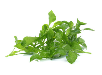 watercress isolated on white background