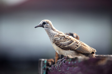 close up of dove on wooden edge