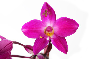 Fototapeta na wymiar close up spider on orchid flower