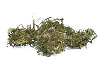 Medical marijuana isolated on white background