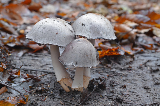 coprinopsis atramentaria mushroom