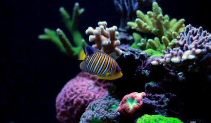 Regal Angelfish in reef aquarium tank