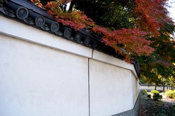 Autumn leaves on the White Wall