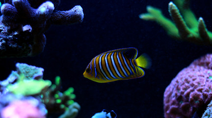 Obraz na płótnie Canvas Regal Angelfish in reef aquarium tank