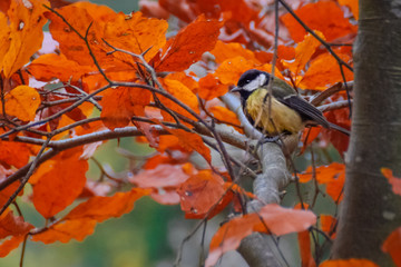 Great tit in a tree in the forest with autumn colored leaves in te netherlands