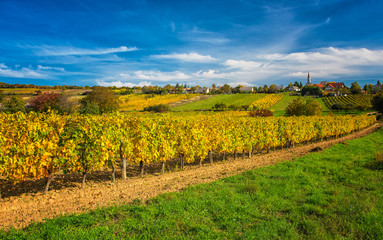 Sunset over vineyard at lake Balaton