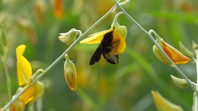 Bee Collecting honey of a Sunn Hemp or Crotalaria juncea flower, Bee Working Close up.