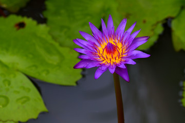 Purple lotus bloom.