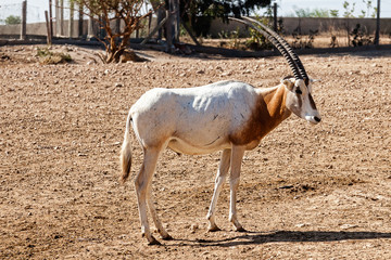 One big animal - the Gazelle