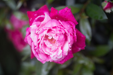 Pink Flower