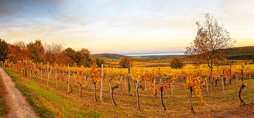 Sunset over vineyard at lake Balaton