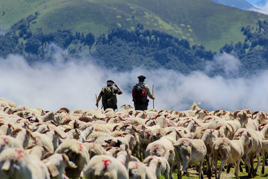 Troupeau de ch&egrave;vre et bergers dans les Pyr&eacute;n&eacute;es
