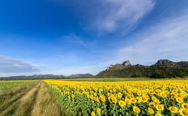 beautiful sunflower fields with moutain background on blue sky